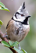 Crested Tit