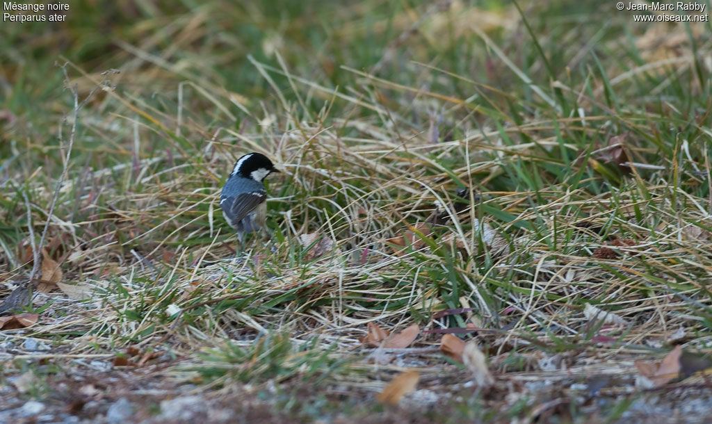 Mésange noire, identification