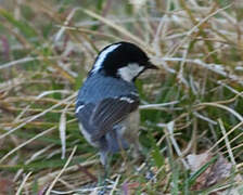 Coal Tit