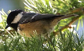 Coal Tit