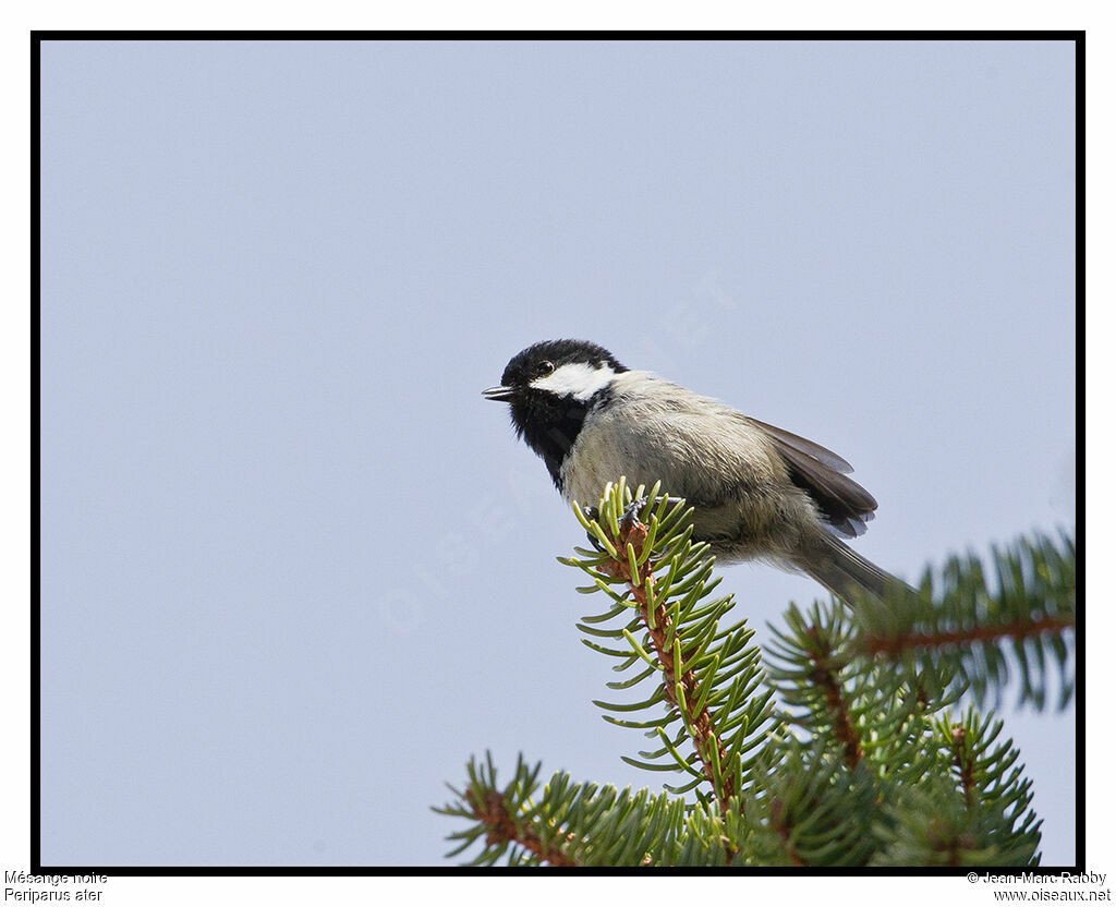 Mésange noire, identification