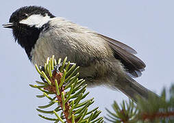 Coal Tit