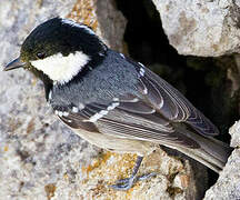 Coal Tit