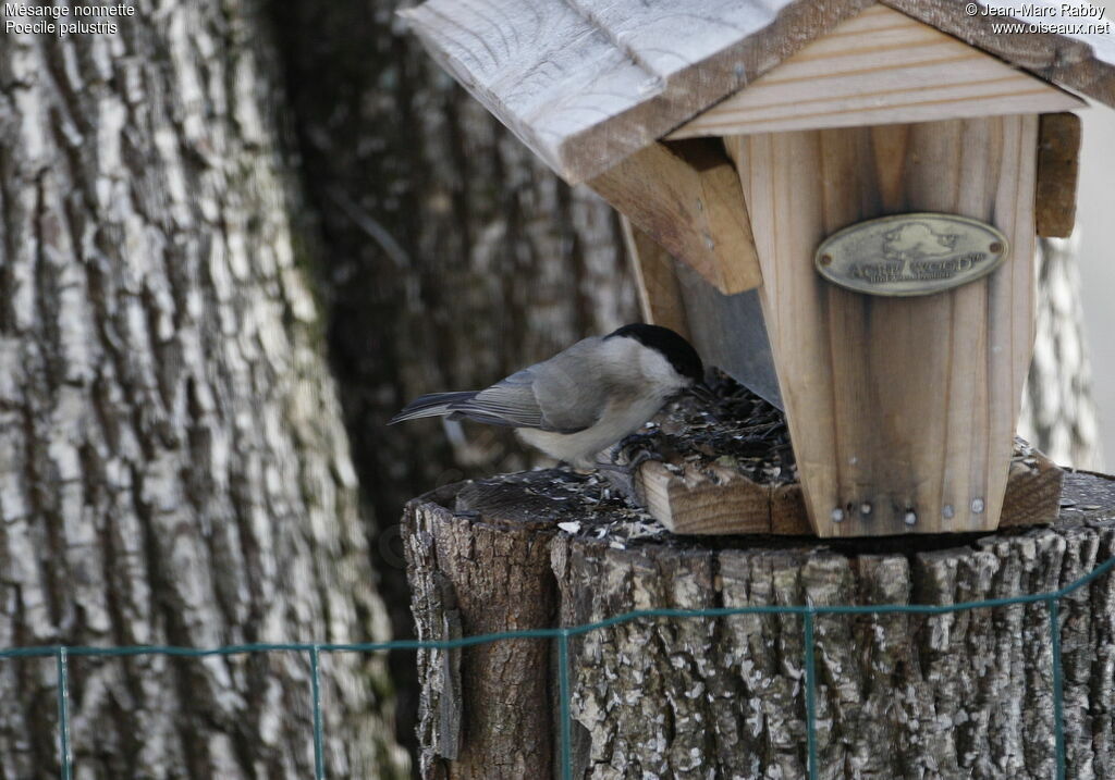 Marsh Tit, identification