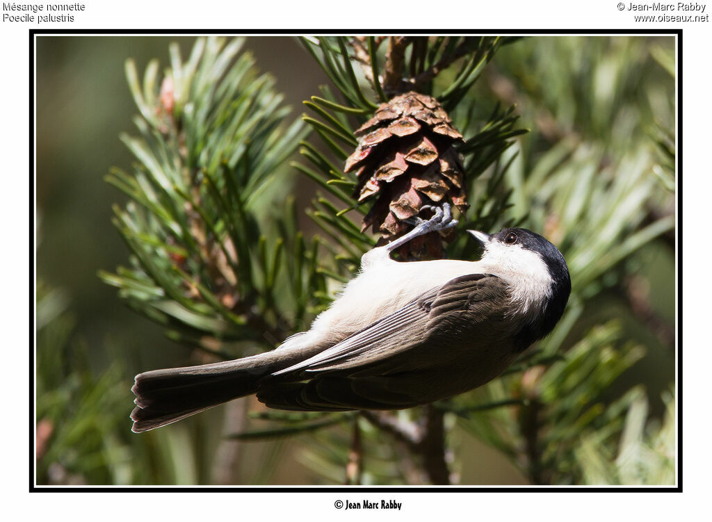 Marsh Tit, identification