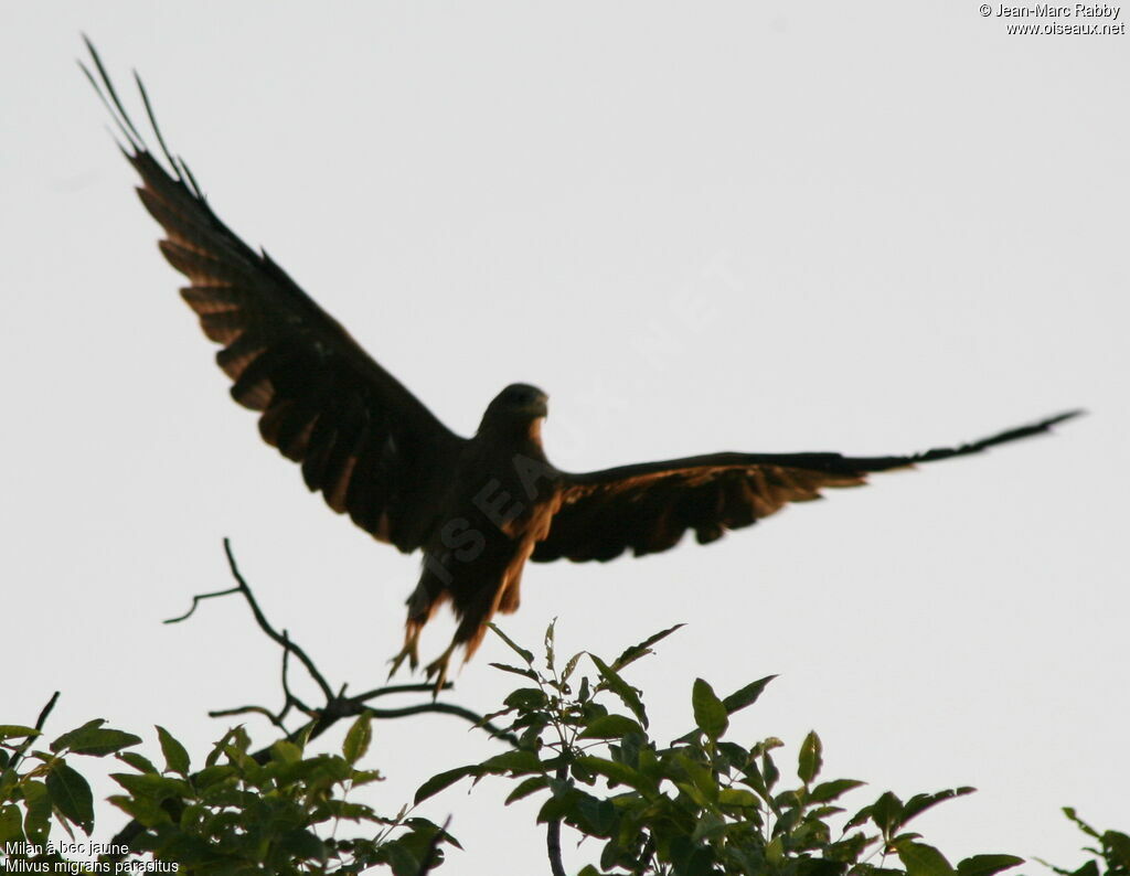 Yellow-billed Kite