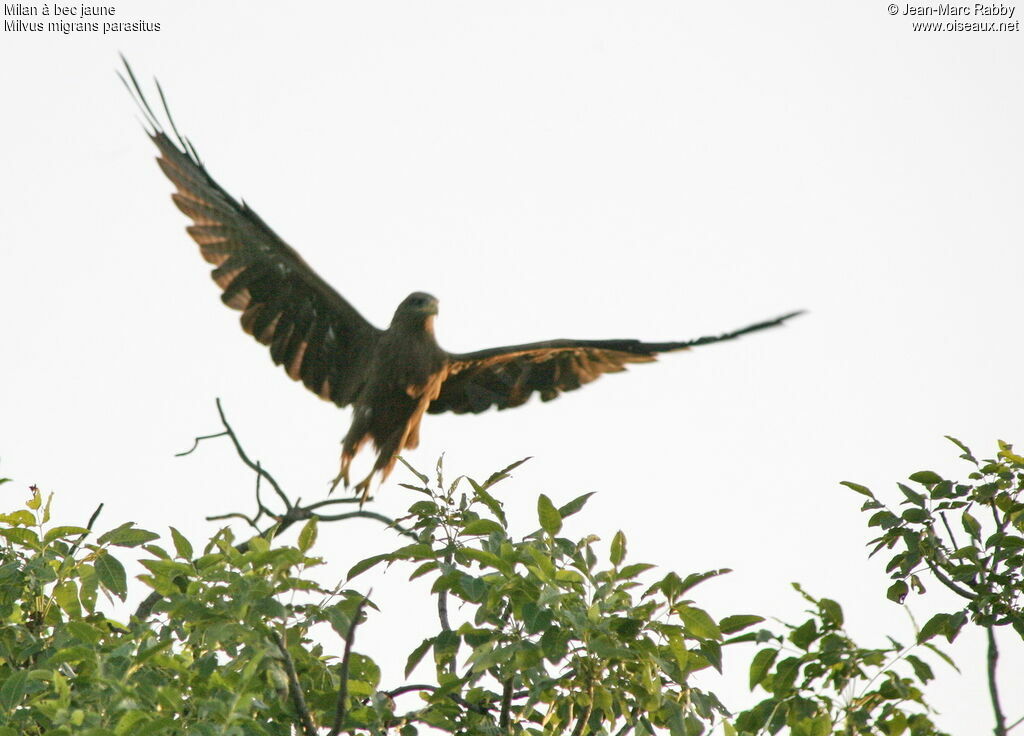 Yellow-billed Kite