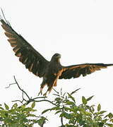 Yellow-billed Kite