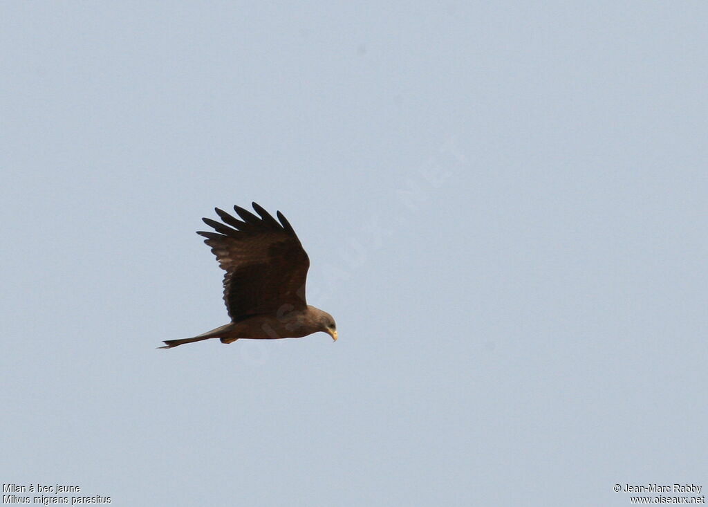 Yellow-billed Kite