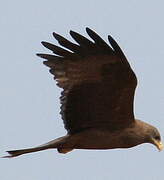 Yellow-billed Kite