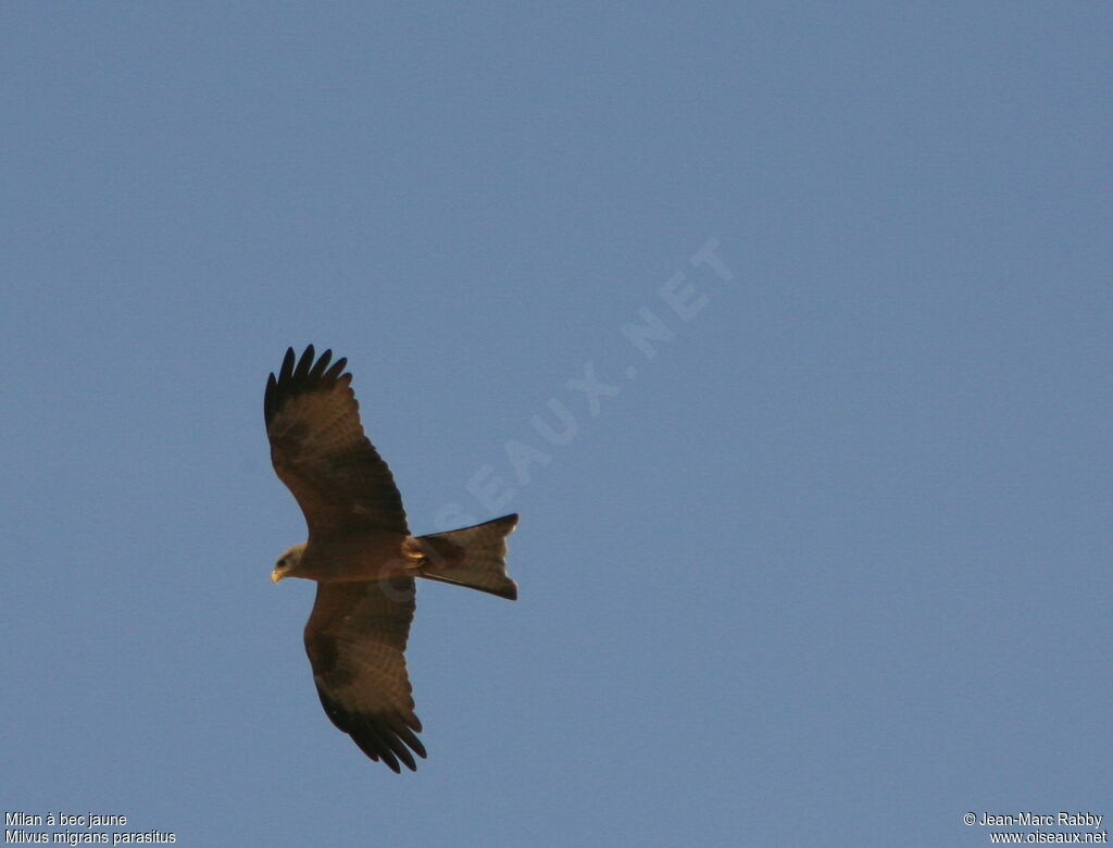 Yellow-billed Kite