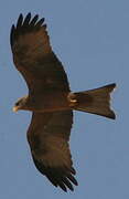 Yellow-billed Kite