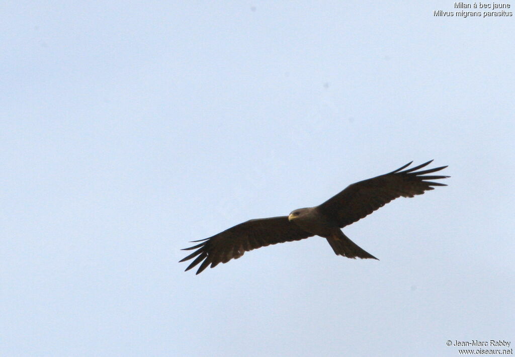 Yellow-billed Kite