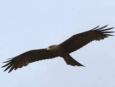 Yellow-billed Kite