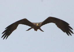 Yellow-billed Kite