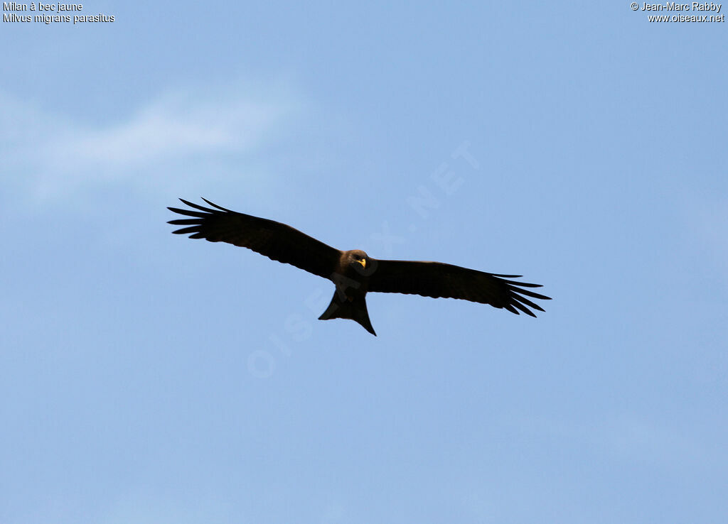 Yellow-billed Kite, identification, song