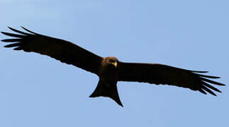 Yellow-billed Kite