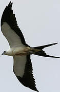 Swallow-tailed Kite