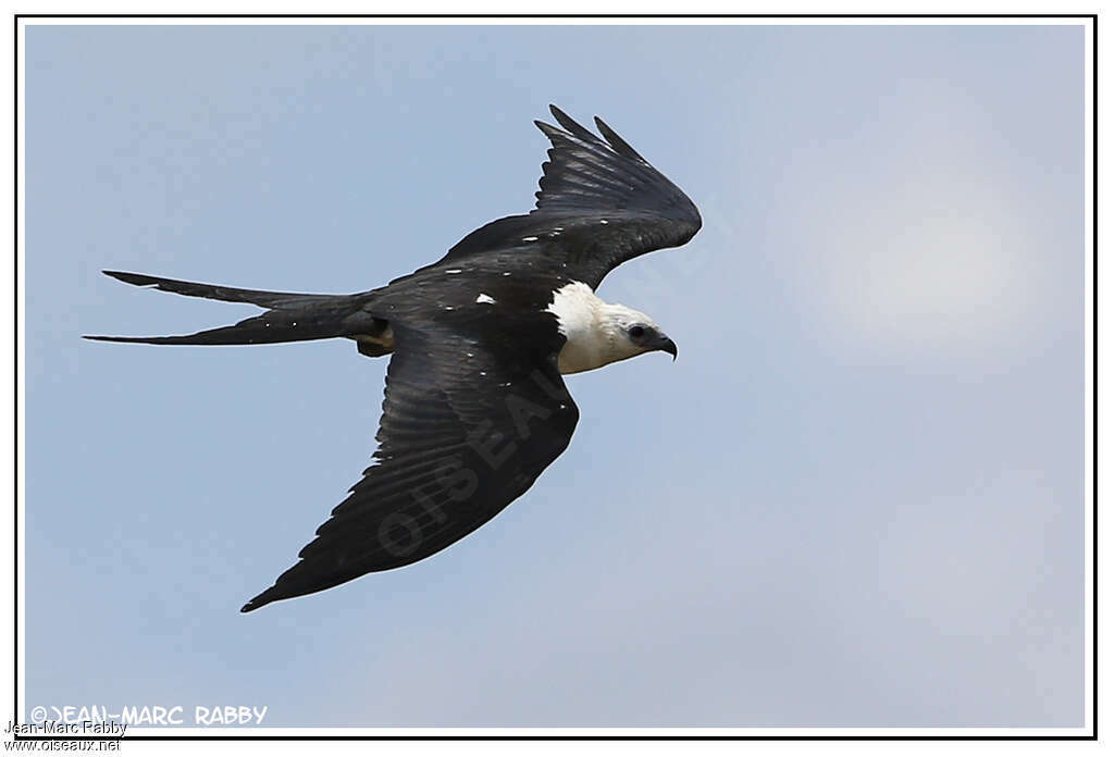 Swallow-tailed Kite, Flight