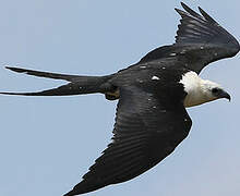 Swallow-tailed Kite