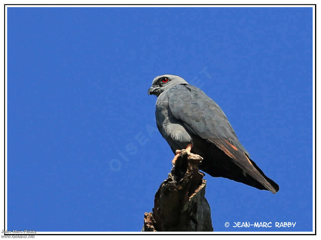 Milan bleuâtreadulte, identification