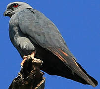 Plumbeous Kite