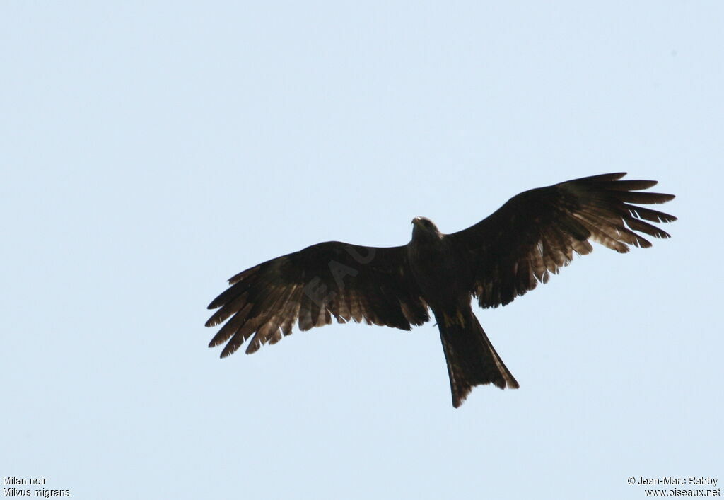 Black Kite