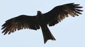 Black Kite