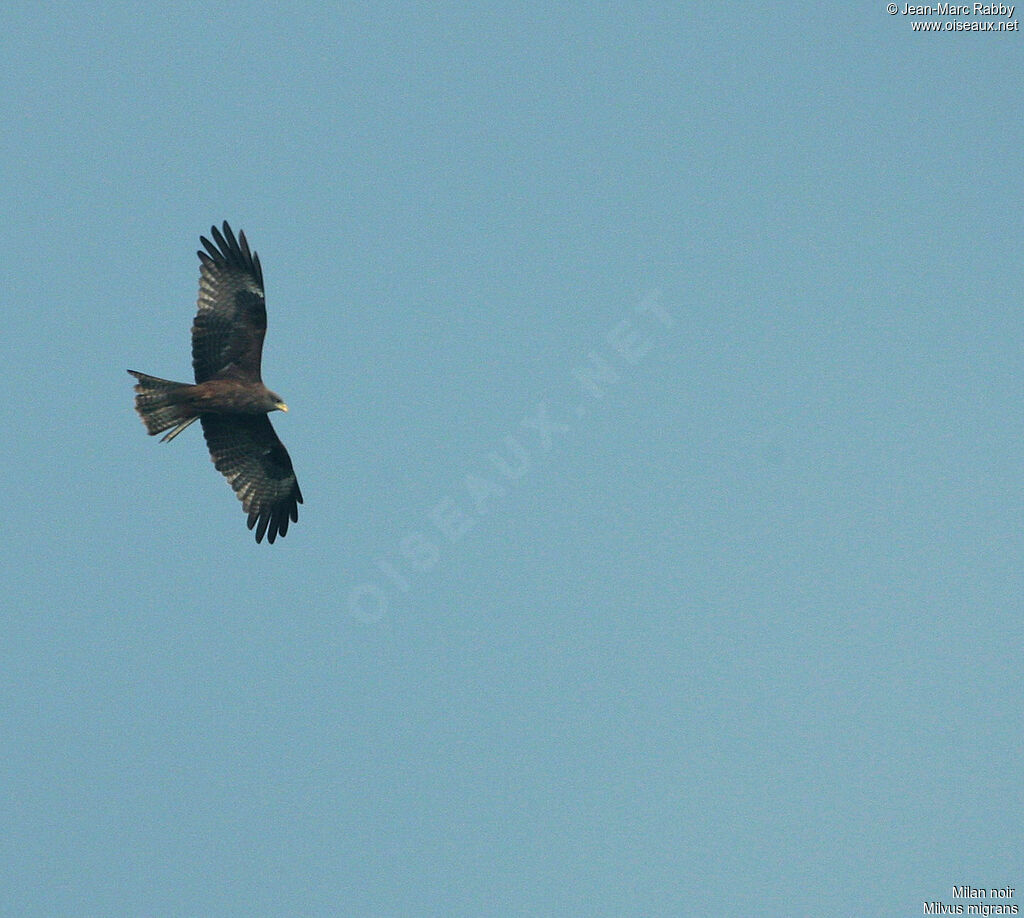 Black Kite