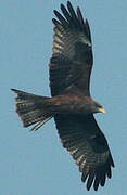 Black Kite