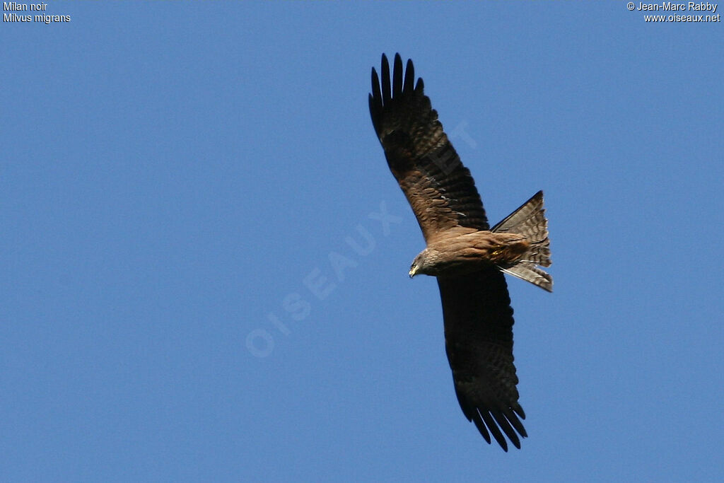 Black Kite, Flight