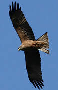 Black Kite