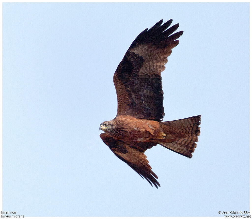 Black Kite, Flight