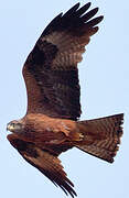 Black Kite