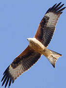 Red Kite