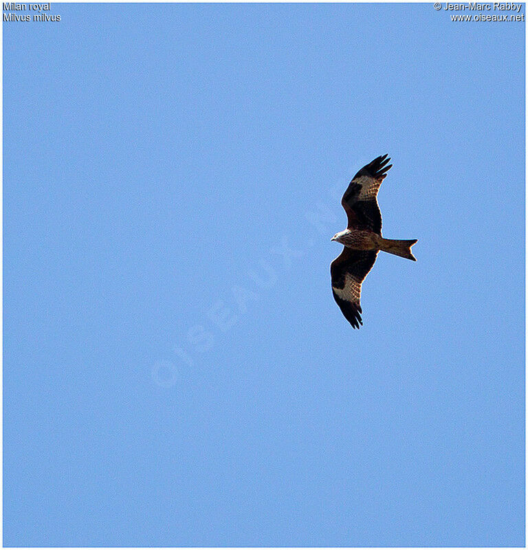 Red Kite, Flight