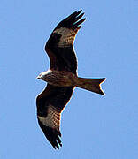 Red Kite