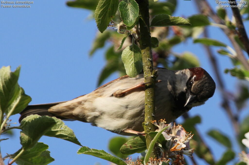 Moineau domestique, identification