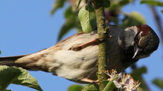 House Sparrow