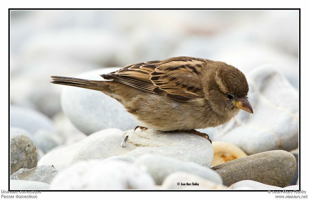 House Sparrow, identification