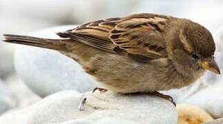 House Sparrow