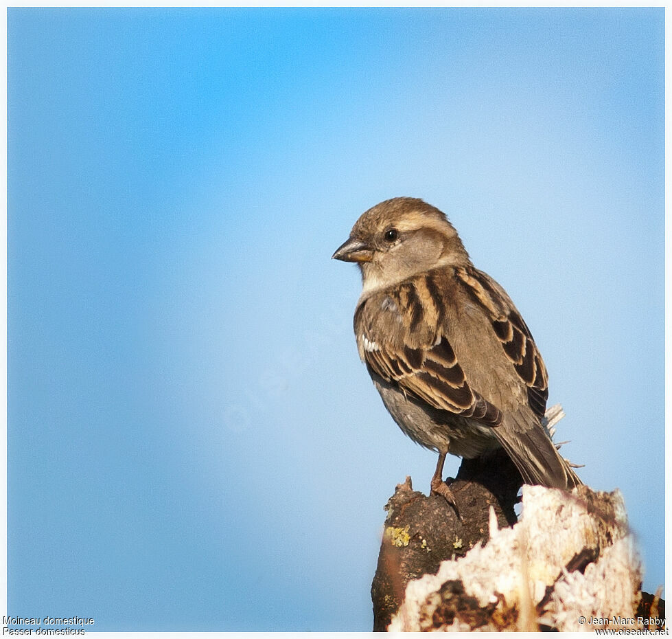 House Sparrow, identification