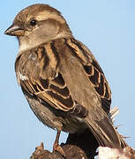 House Sparrow