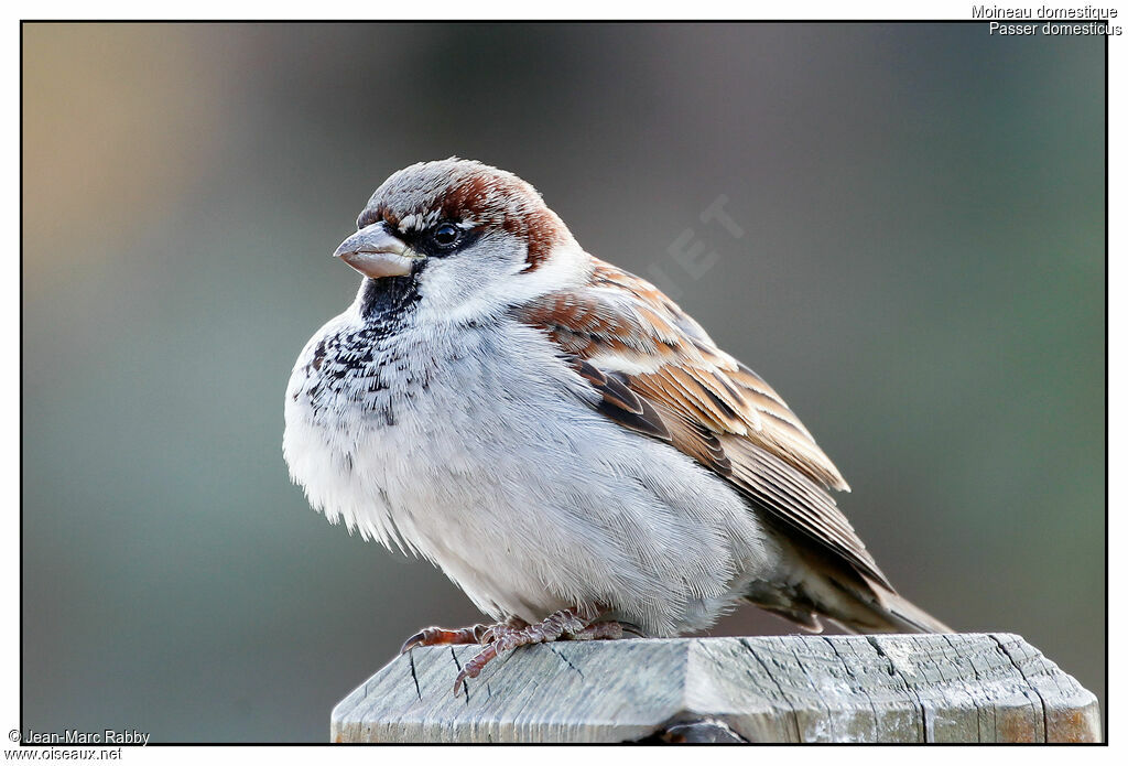 House Sparrow, identification