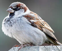 House Sparrow