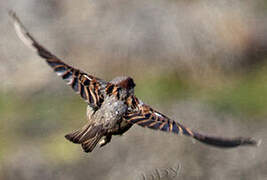 House Sparrow