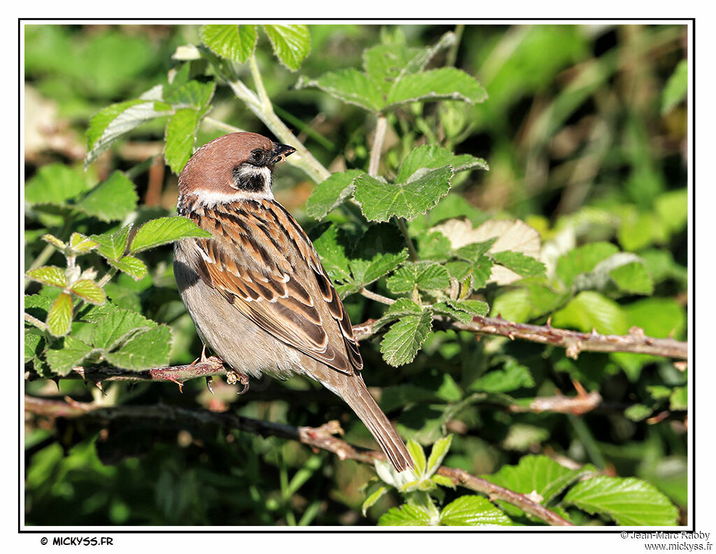 Eurasian Tree Sparrow, identification