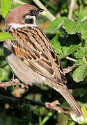 Eurasian Tree Sparrow