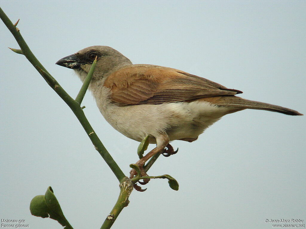 Moineau gris