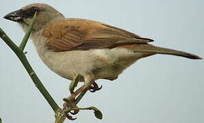 Moineau gris